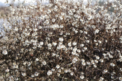 Close-up of white flowers growing on tree