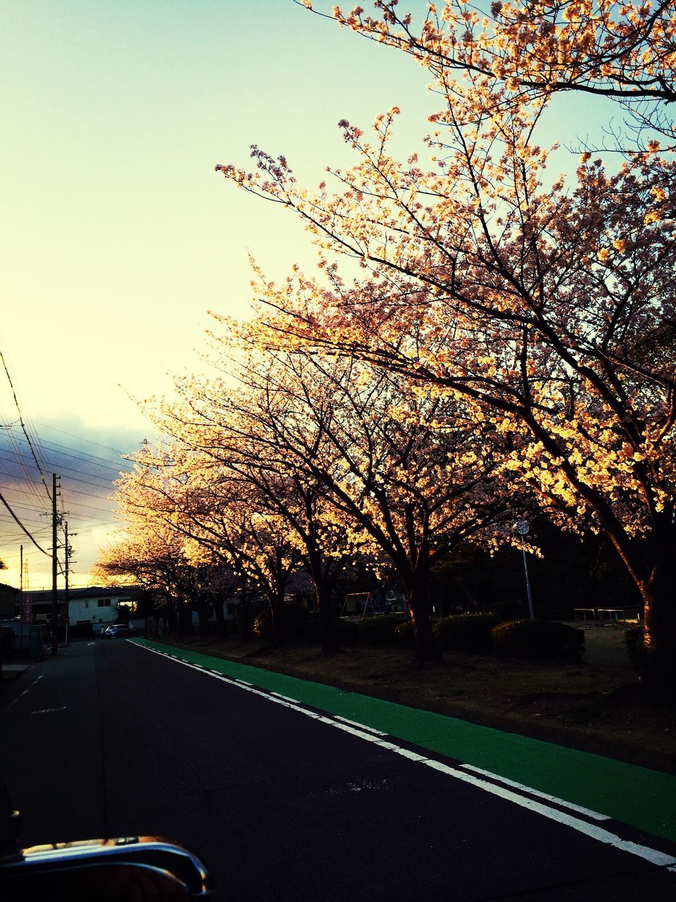 transportation, tree, road, car, land vehicle, mode of transport, sky, the way forward, road marking, street, sunset, country road, clear sky, diminishing perspective, street light, nature, on the move, outdoors, growth, silhouette