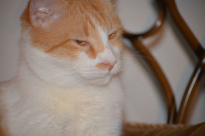 Close-up of cat