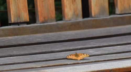 High angle view of dried leaves on wooden table