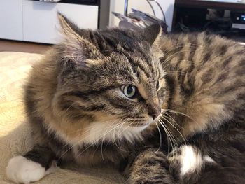 Close-up of cat resting at home