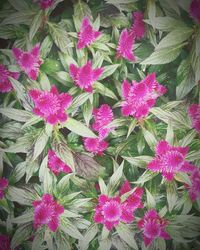 Close-up of pink flowers