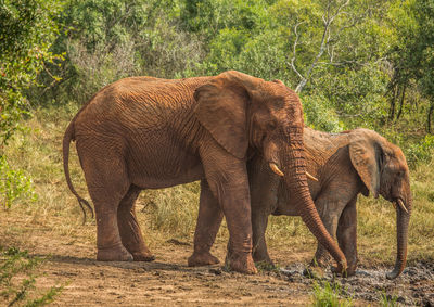 Elephant in a field