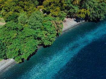 Scenic view of river amidst plants