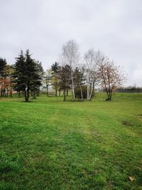 Trees on field against sky