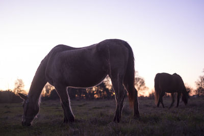 Horses grazing on field