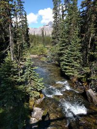 Scenic view of forest against sky