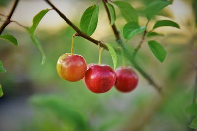 Close-up of cherries growing on tree