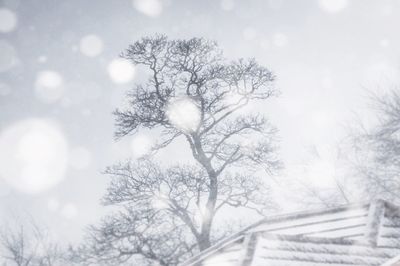 Low angle view of bare trees against sky