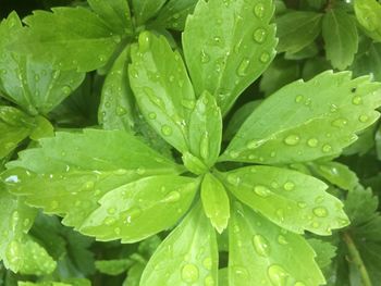 Full frame shot of wet plant