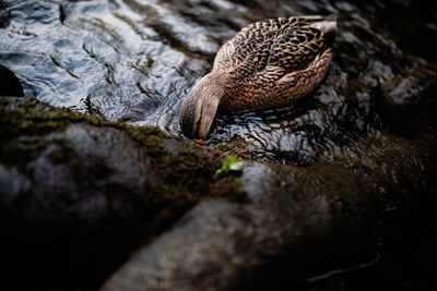 Close-up of duck