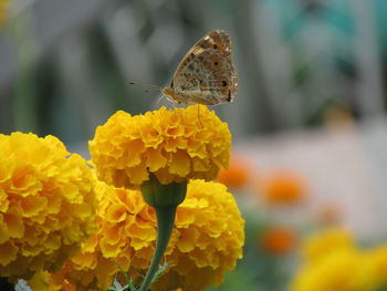 Close-up of butterfly pollinating on yellow flower