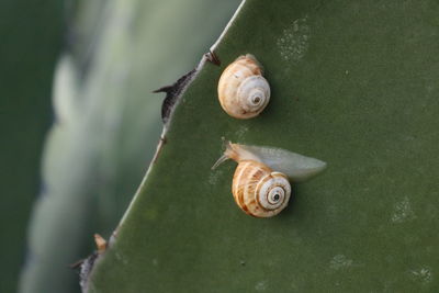 Close-up of snail on leaf