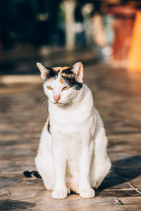 Close-up of cat looking away