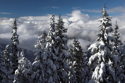 Low angle view of snow covered plants against sky