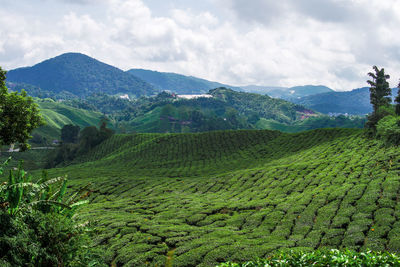 Tea plantation in cameron highlands, malaysia