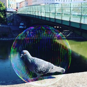 Close-up of multi colored bird on bridge