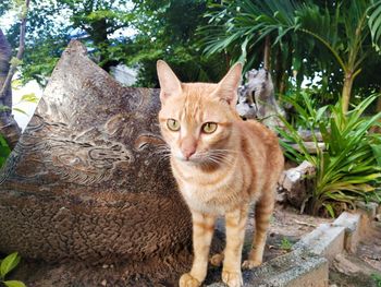 Portrait of cat on tree