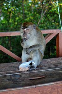 Monkey sitting on wooden railing