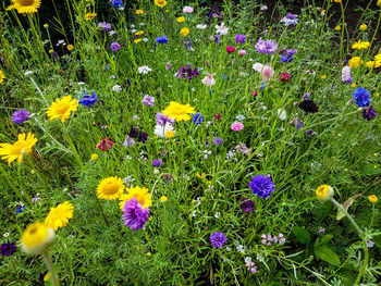 Close-up of purple flowers blooming in field