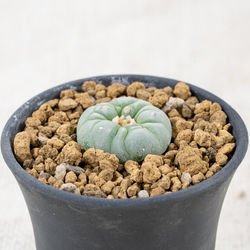 Close-up of potted plant against white background