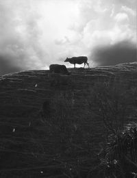 Horse on field against sky