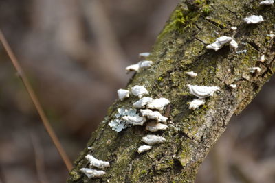 Close-up of snow on tree trunk