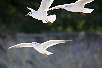 Seagulls flying