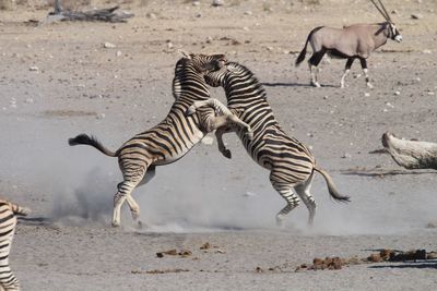 View of zebra fighting