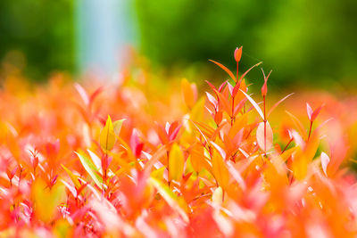 Close-up of red flowering plants on field