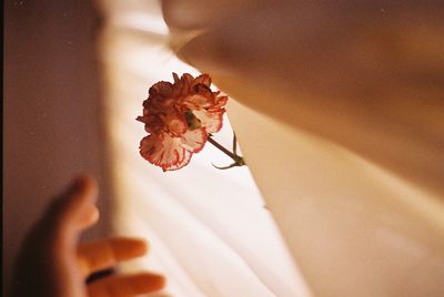 Close-up of hand holding flower