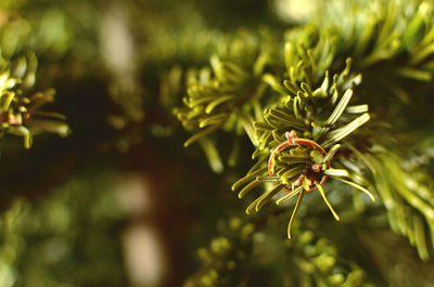 Rose gold engagement ring on pine tree branch.	
