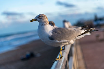 Close-up of seagull perching on retaining wall