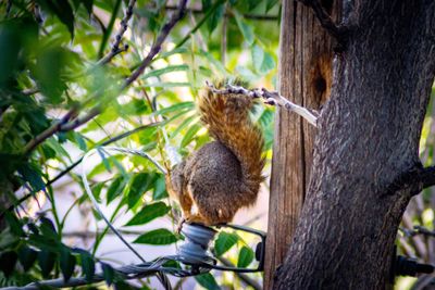 Close-up of squirrel on tree