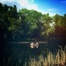 Reflection of trees in lake