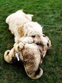 Dog sleeping on grassy field