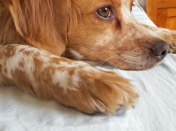 Close-up of cute white and brown breton brittany spaniel dog lying on bed looking away 