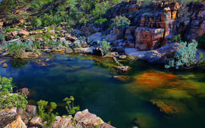 Scenic view of river passing through forest