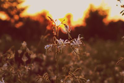 Close-up of wilted plant on field against sky