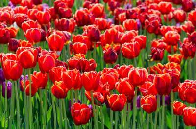 Close-up of red tulips in field