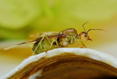 Closed up of queen weaver ant