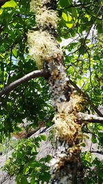 Low angle view of bird perching on tree