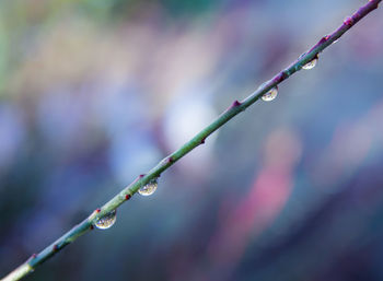 Close-up of water drops on plant