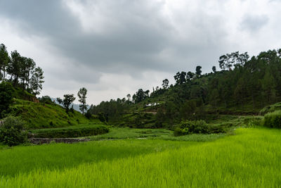 Scenic view of trees on field against sky