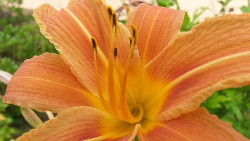 Close-up of flower