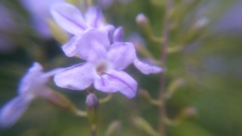 Close-up of purple flowering plant