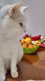 Close-up of cat eating food