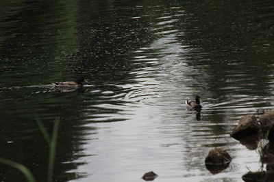 Ducks swimming in lake