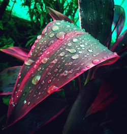 Close-up of water drops on flower