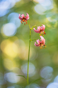 Close-up of pink flowering plant